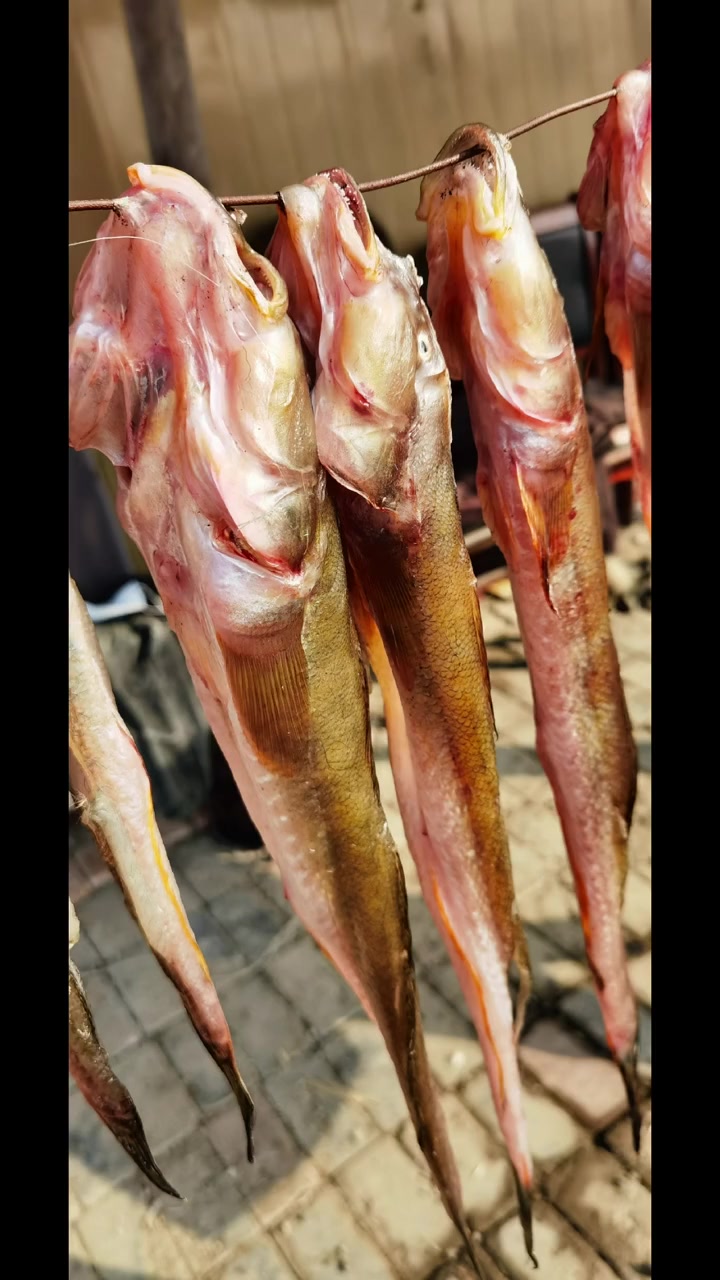 民谣说:“正月沙光熬鲜汤,二月沙光软丢当,三月沙光撩满墙,四月沙光干柴狼,五月脱胎六还阳…