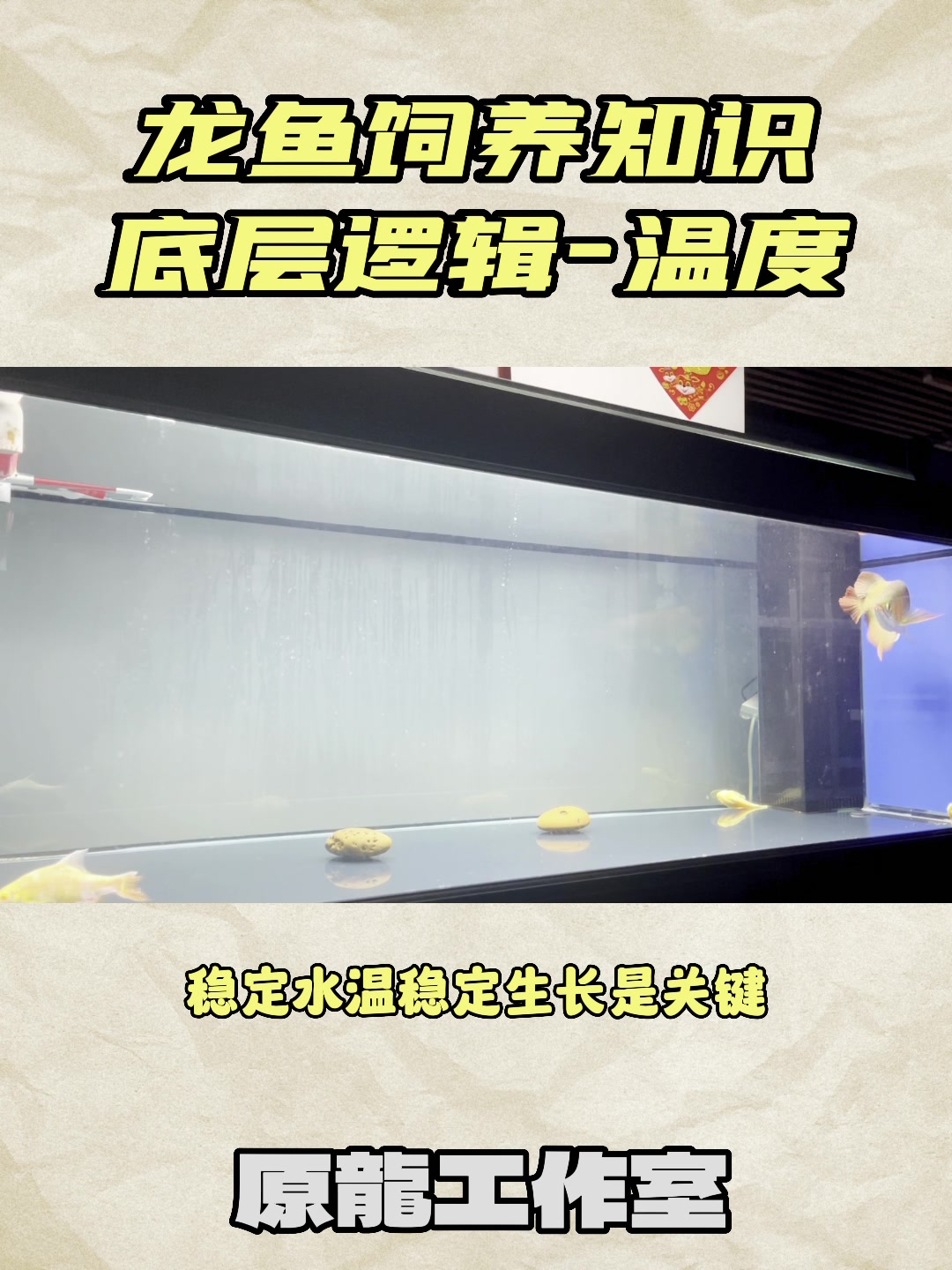 龙鱼饲养知识;底层逻辑-温度