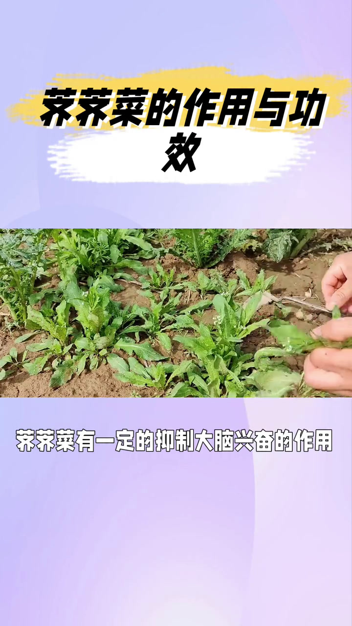 荠荠菜的作用与功效,荠荠菜长什么样子,曾被诗人称为天珍之物