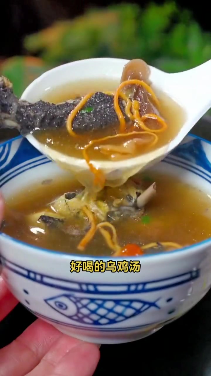 第1集|秋冬季正是喝 乌鸡汤 到好季节,选用农家散养 乌鸡 wl乌鸡直播卖货第Y名 优质农