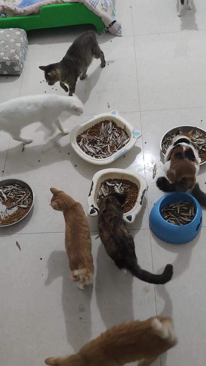 为什么我家的猫咪不喜欢吃小鱼干