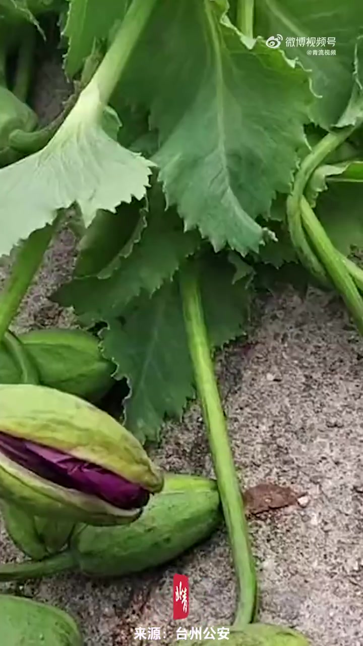 「此地无银三百两?男子立牌警告偷菜罚500,民警好奇一查是罂粟「三哈」」男子种植罂粟立牌警