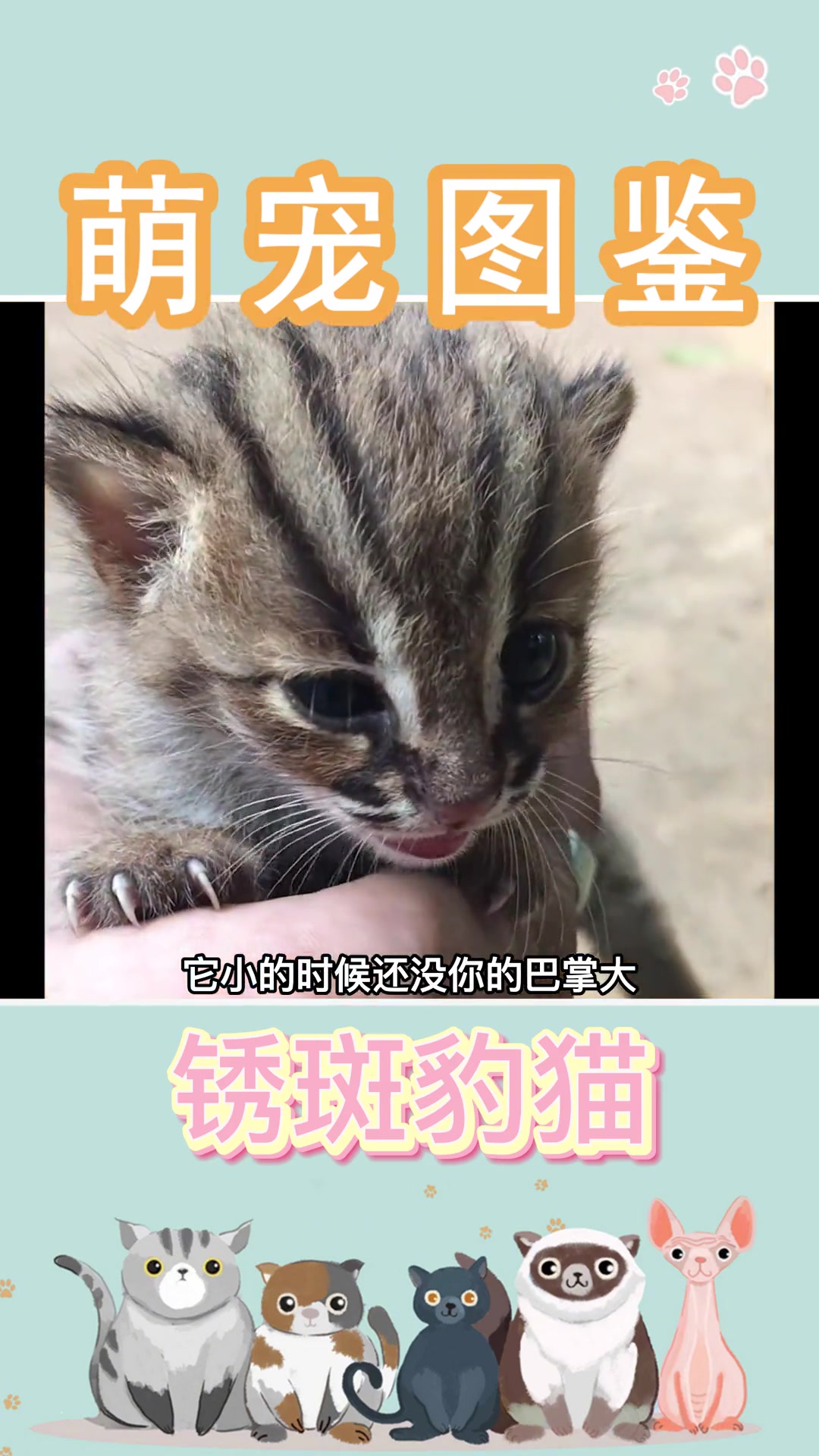 锈斑豹猫,是世界上体形最小的喵。锈斑豹猫 猫 猫咪 猫猫 喵星人