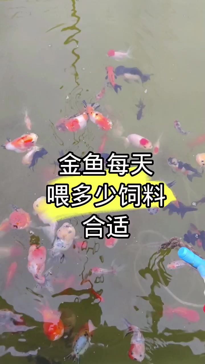 今天聊一下金鱼,每天喂多少饲料合适