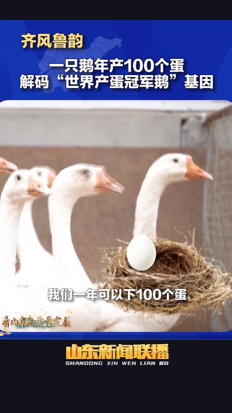 齐风鲁韵丨一只鹅年产100个蛋 解码“世界产蛋冠军鹅”基因