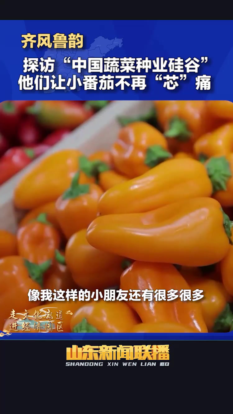 齐风鲁韵 丨探访“中国蔬菜种业硅谷” 他们让小番茄不再“芯”痛