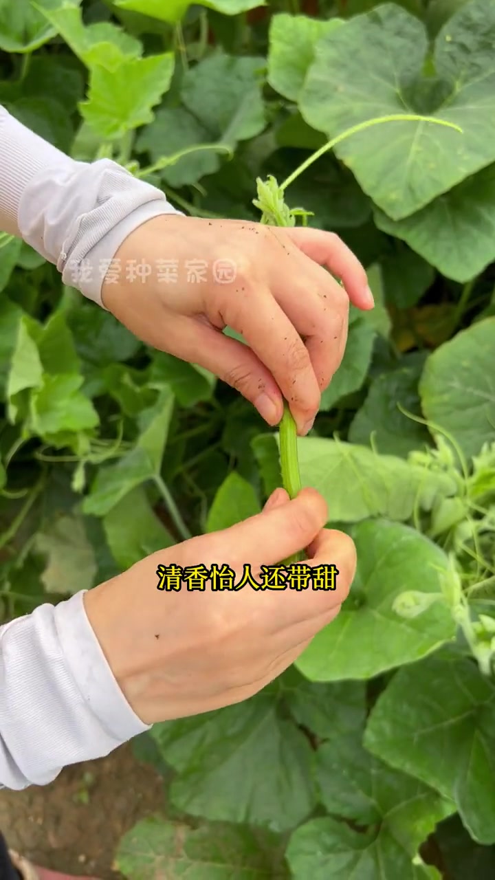 不吃南瓜,专吃南瓜尖。田园生活 种菜 家庭种植 蔬菜种植