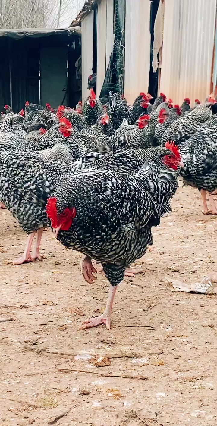 绿壳蛋鸡养殖基地