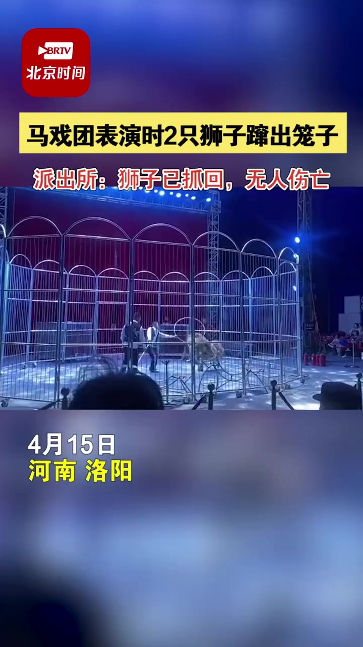 4月15日,河南洛阳,马戏团表演时2只狮子蹿出笼子观众四散奔逃,派出所:狮子已抓回,无人伤