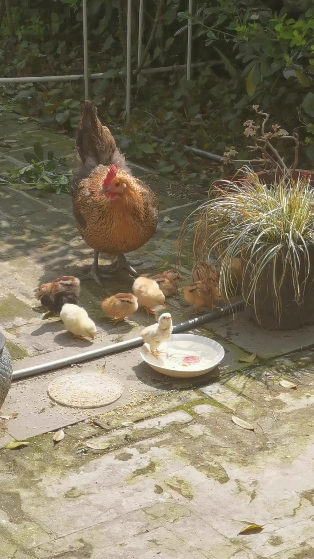 自养母鸡孵小鸡了!