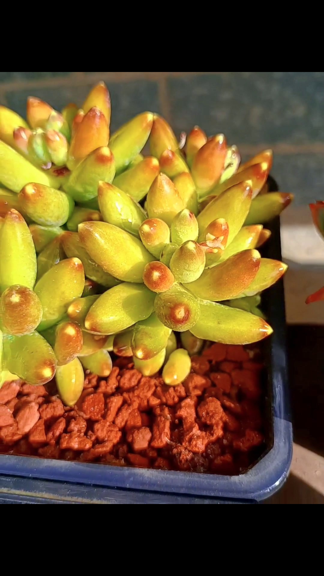 如果不开心,那就吃点喝点,心和胃总要有一个是满的。#千代田之松#三日月美人 用多肉治愈生活