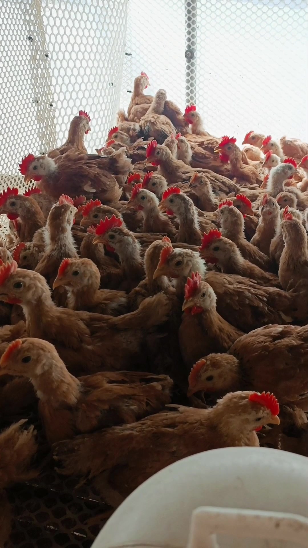 红玉380半大一斤多重鸡苗子