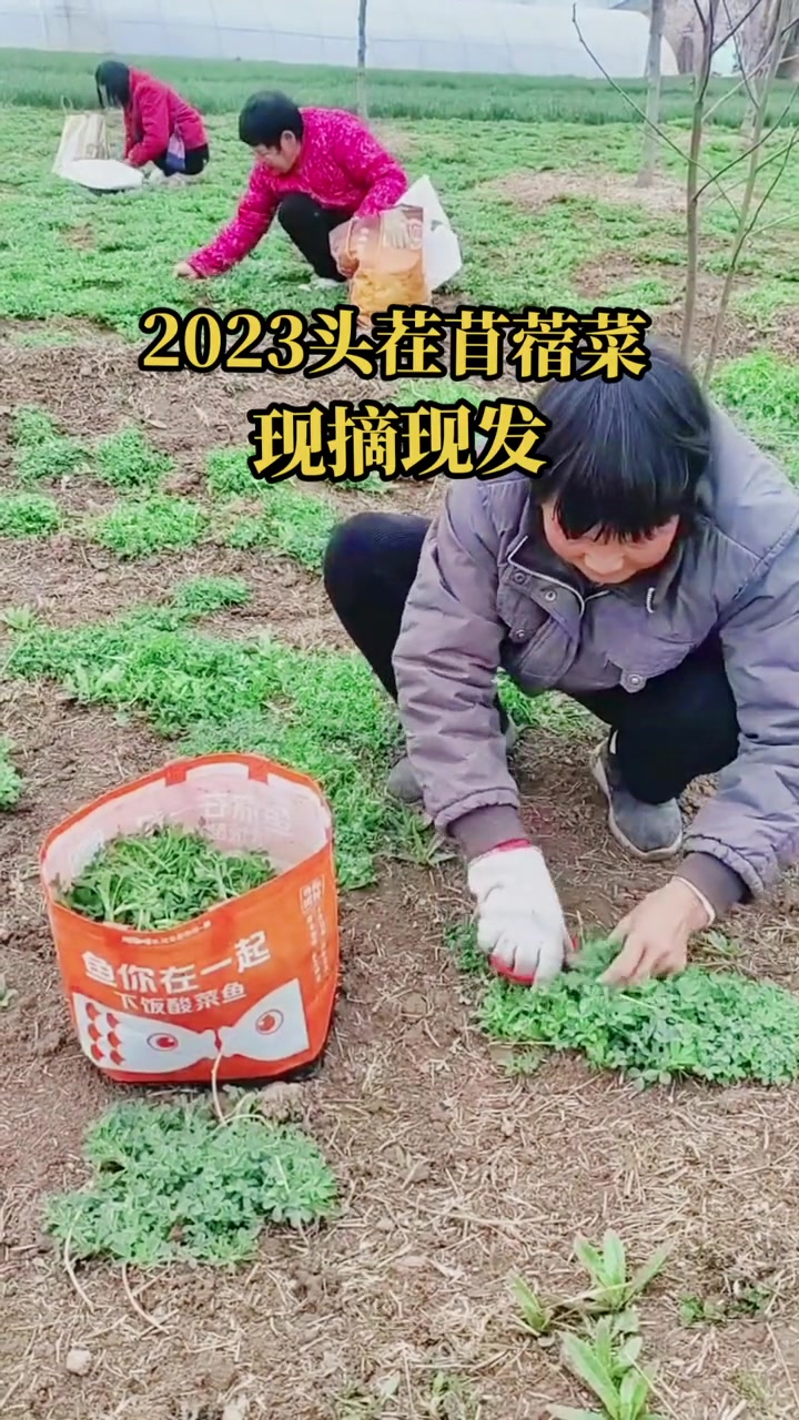 2023头茬苜蓿芽菜,现摘现发 三农 优质农产品 苜蓿 上热门