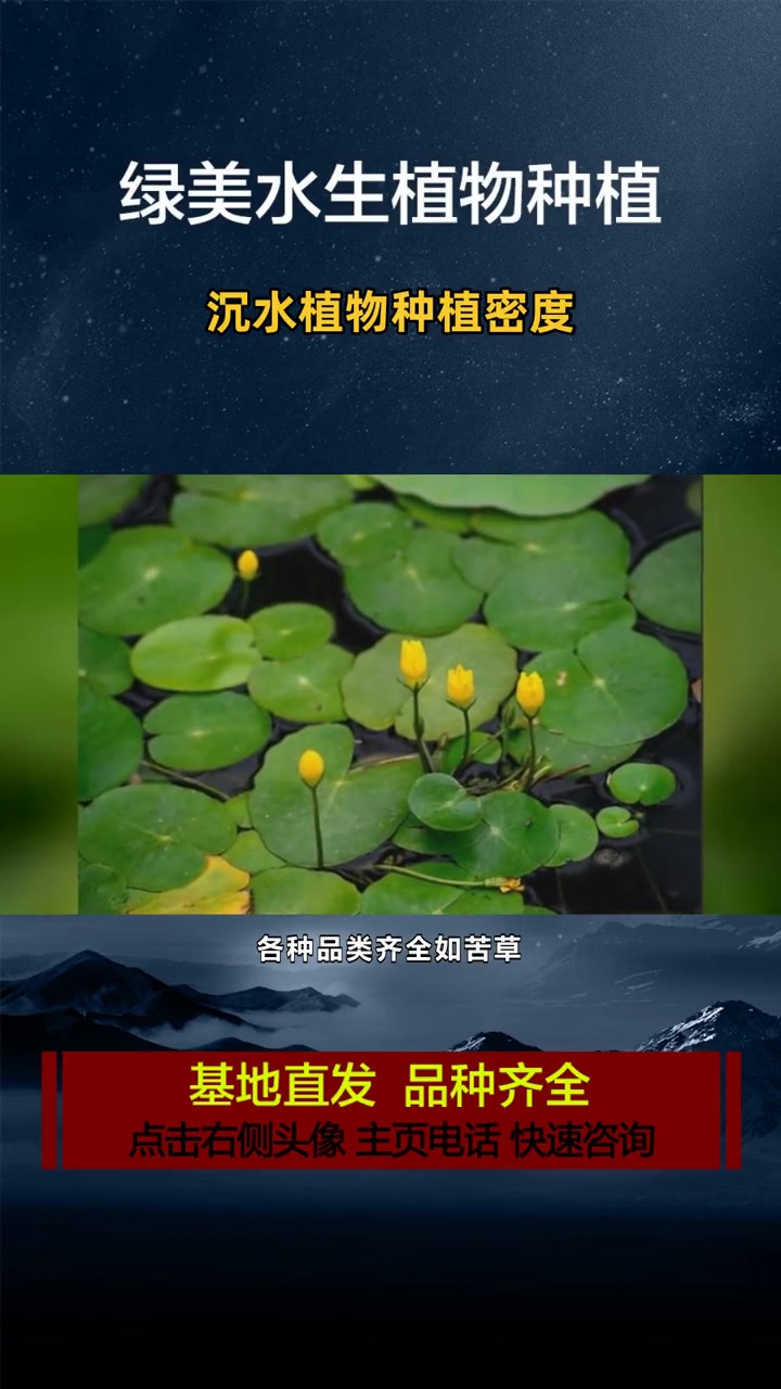 鸭舌草是沉水植物吗 沉水植物种植密度 常见沉水植物
