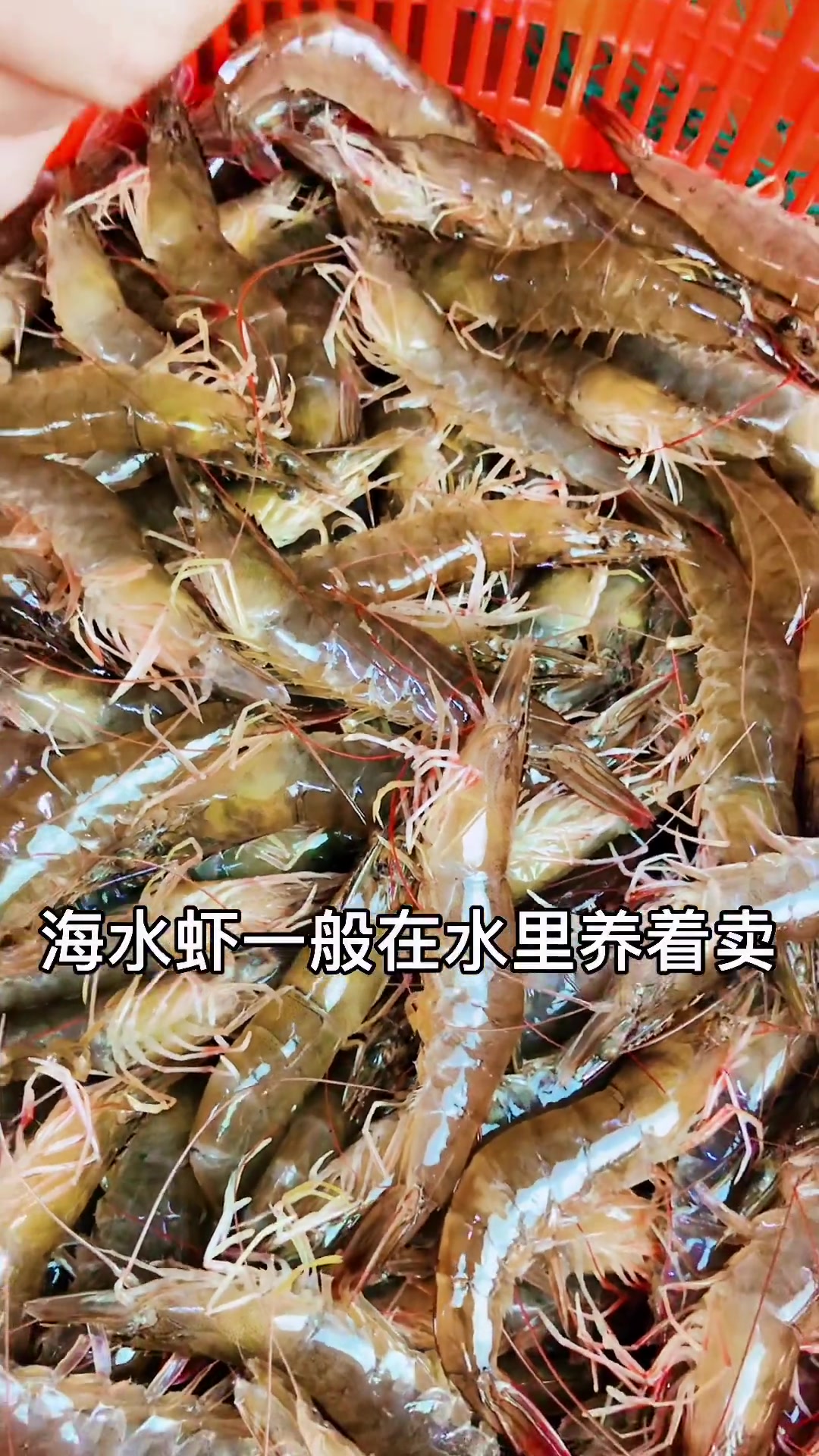 如何挑选真正的海水虾?