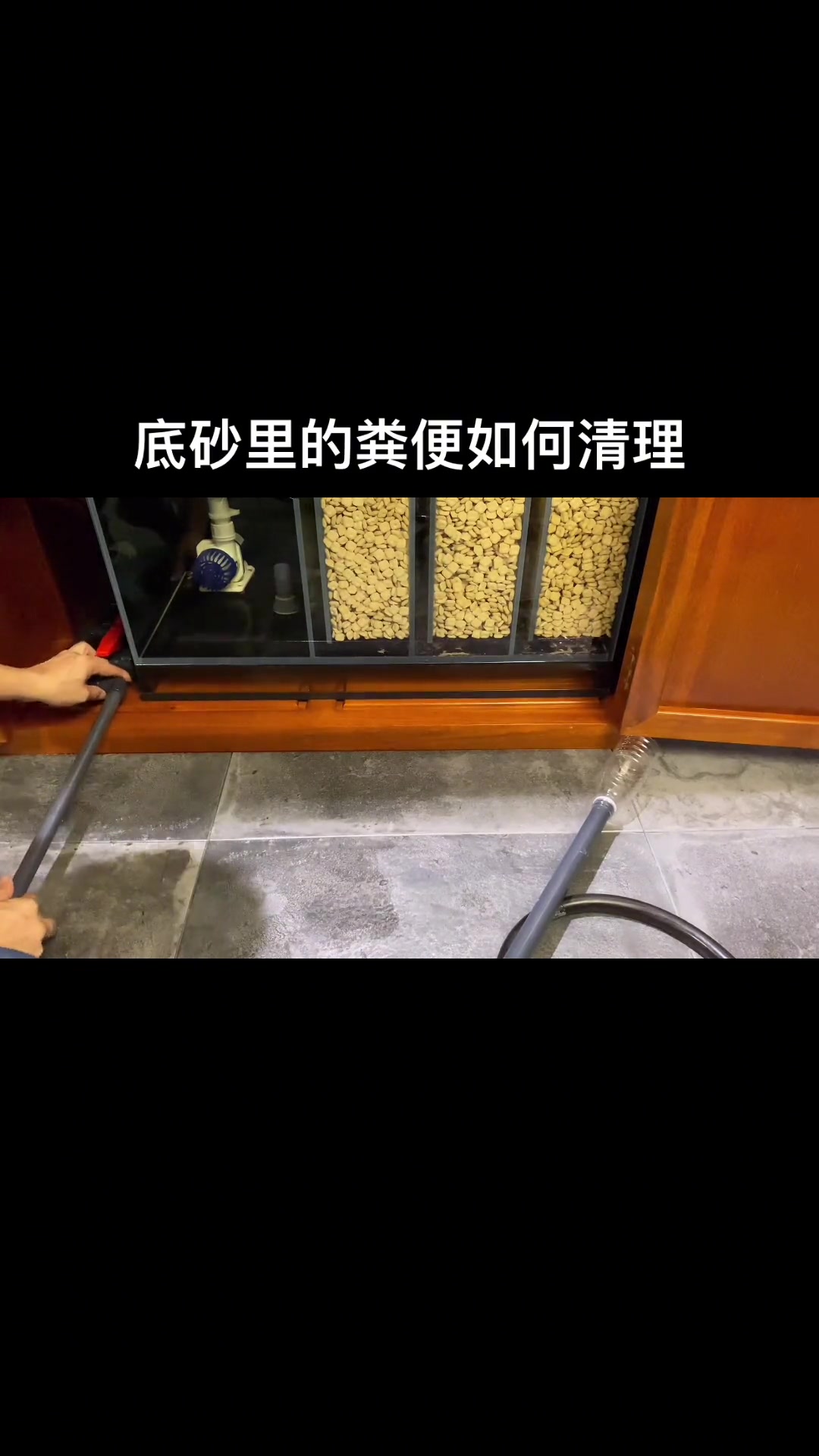 鱼缸底砂粪便如何清理……