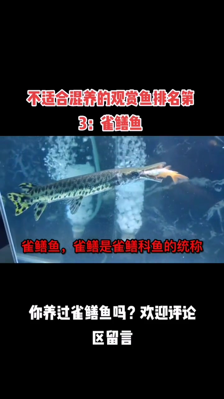 不适合混养的观赏鱼排名第3:雀鳝鱼