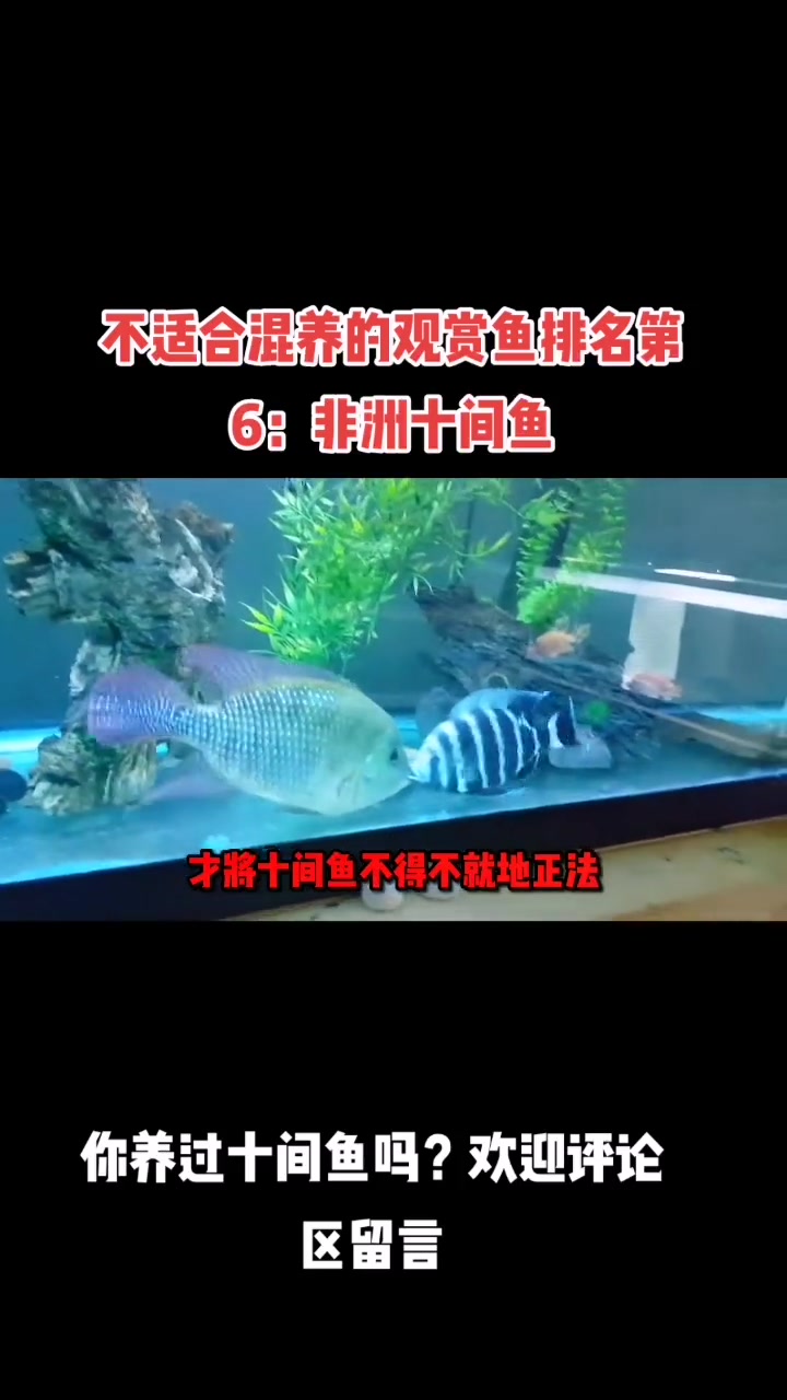 不适合混养的观赏鱼排名第6:十间鱼