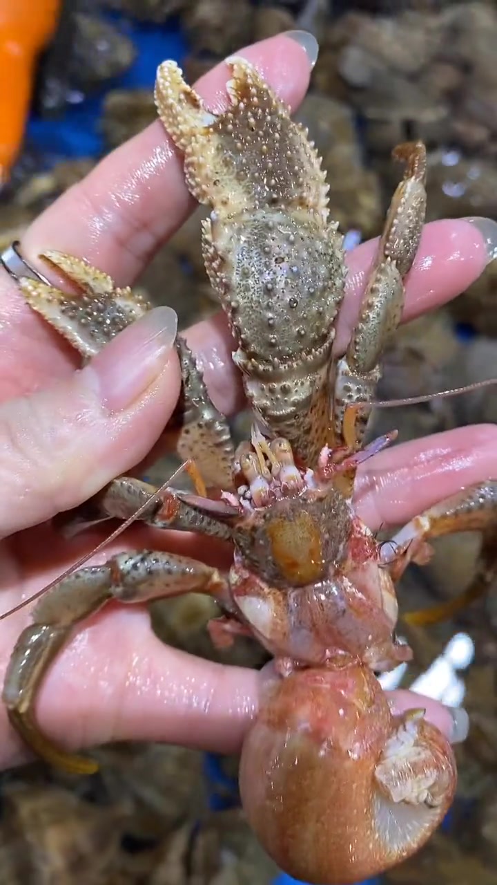 虾怪又名寄居蟹:看视频了解一下下