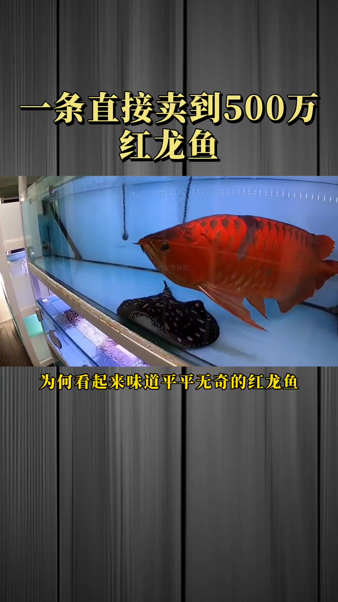 世上最贵红龙鱼,一条500万元