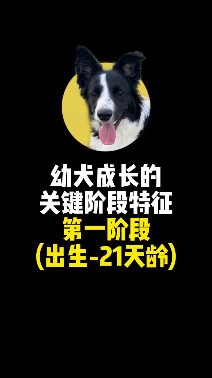 狗狗成长的几个阶段,哪个铲屎官有幸经历过第一阶段~