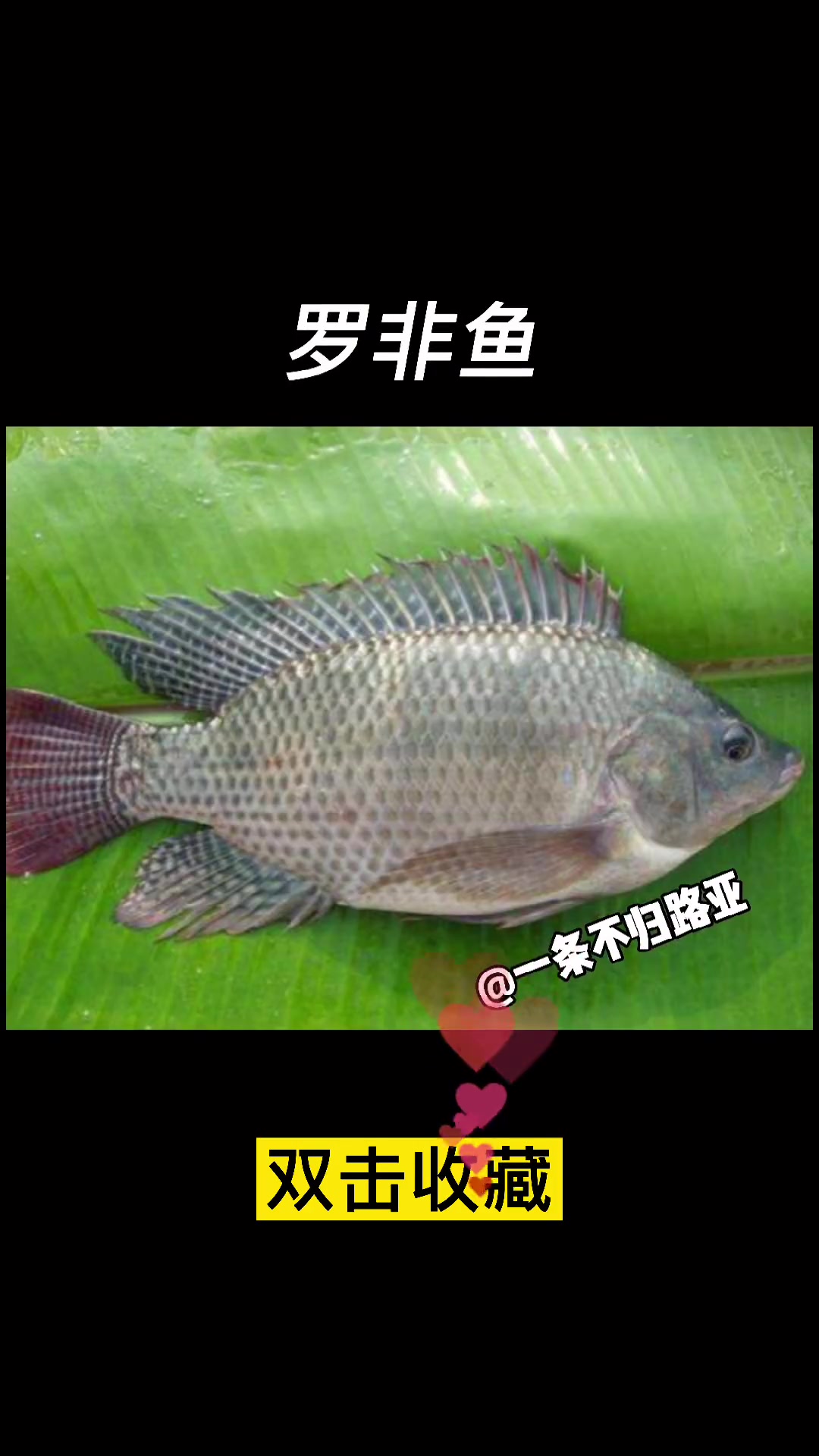 最全的国内淡水路亚鱼种合集,不要再说鲤鱼草鱼是路亚鱼种了