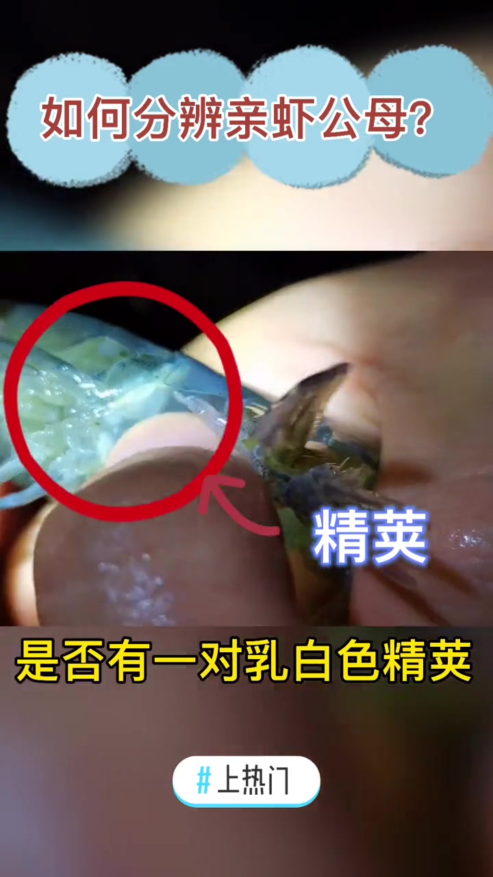 水产人让你学会秒辨分辨亲虾公母!