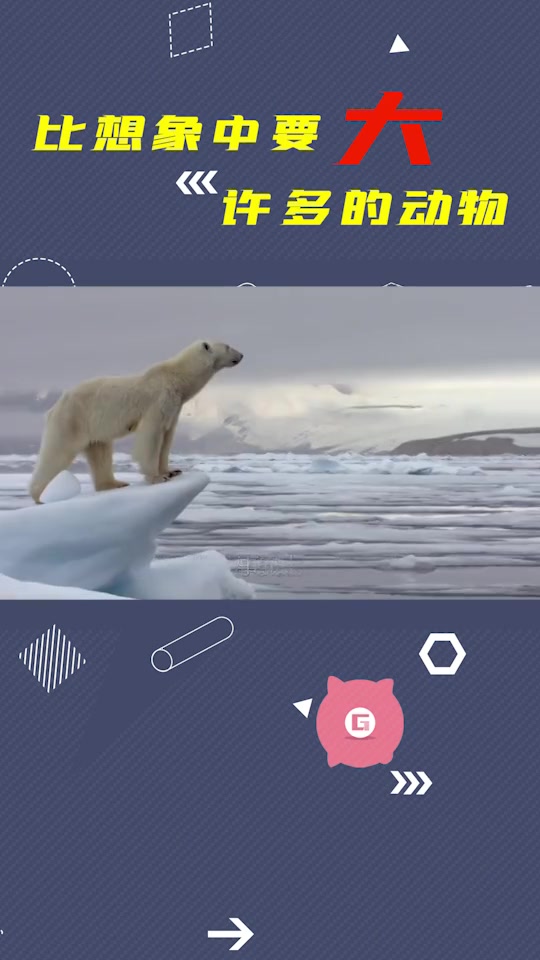 北极熊比我们想象的要大许多,是陆地上最大的食肉动物