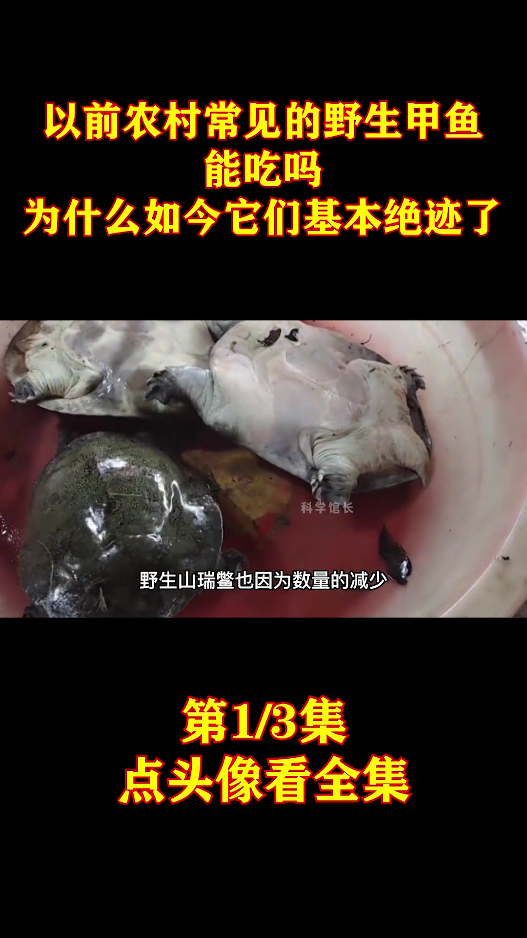 野生的中华鳖46斤,寿命100岁,怎么被抓到的?会被吃掉吗