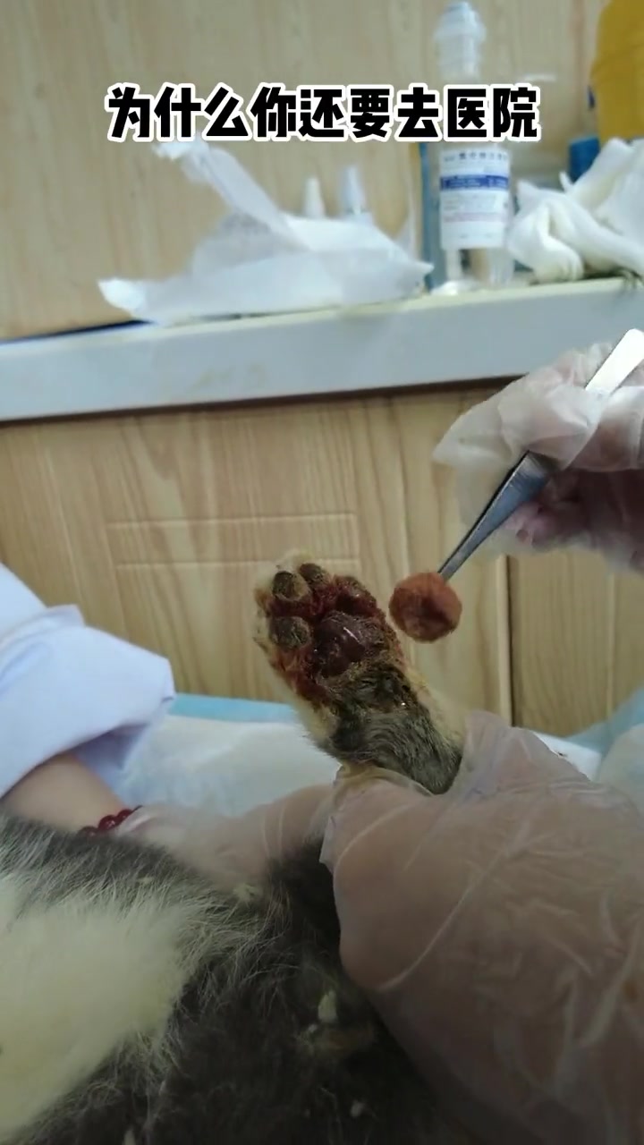 猫咪狗狗脚垫 脚趾发红怎么办 20秒学会自己搞定