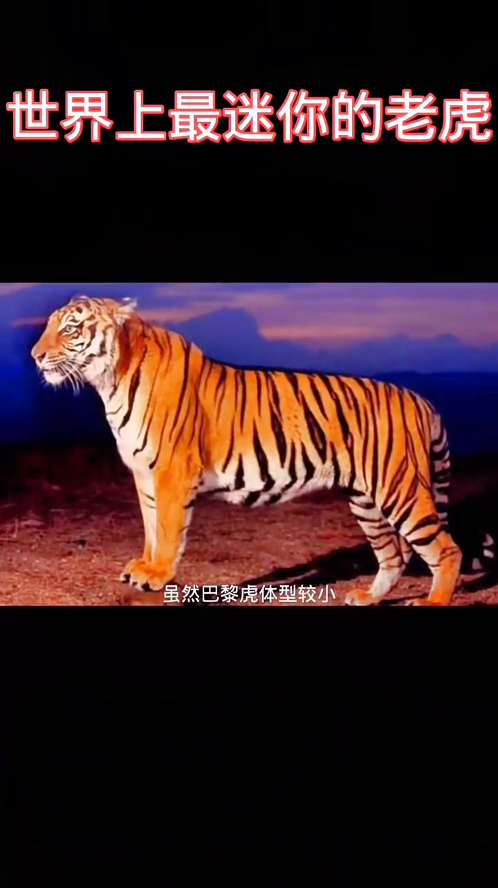 世界上最迷你的老虎,可以当宠物猫来养了,哈哈哈哈