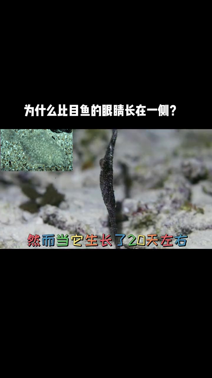比目鱼的眼睛为什么只长一边?