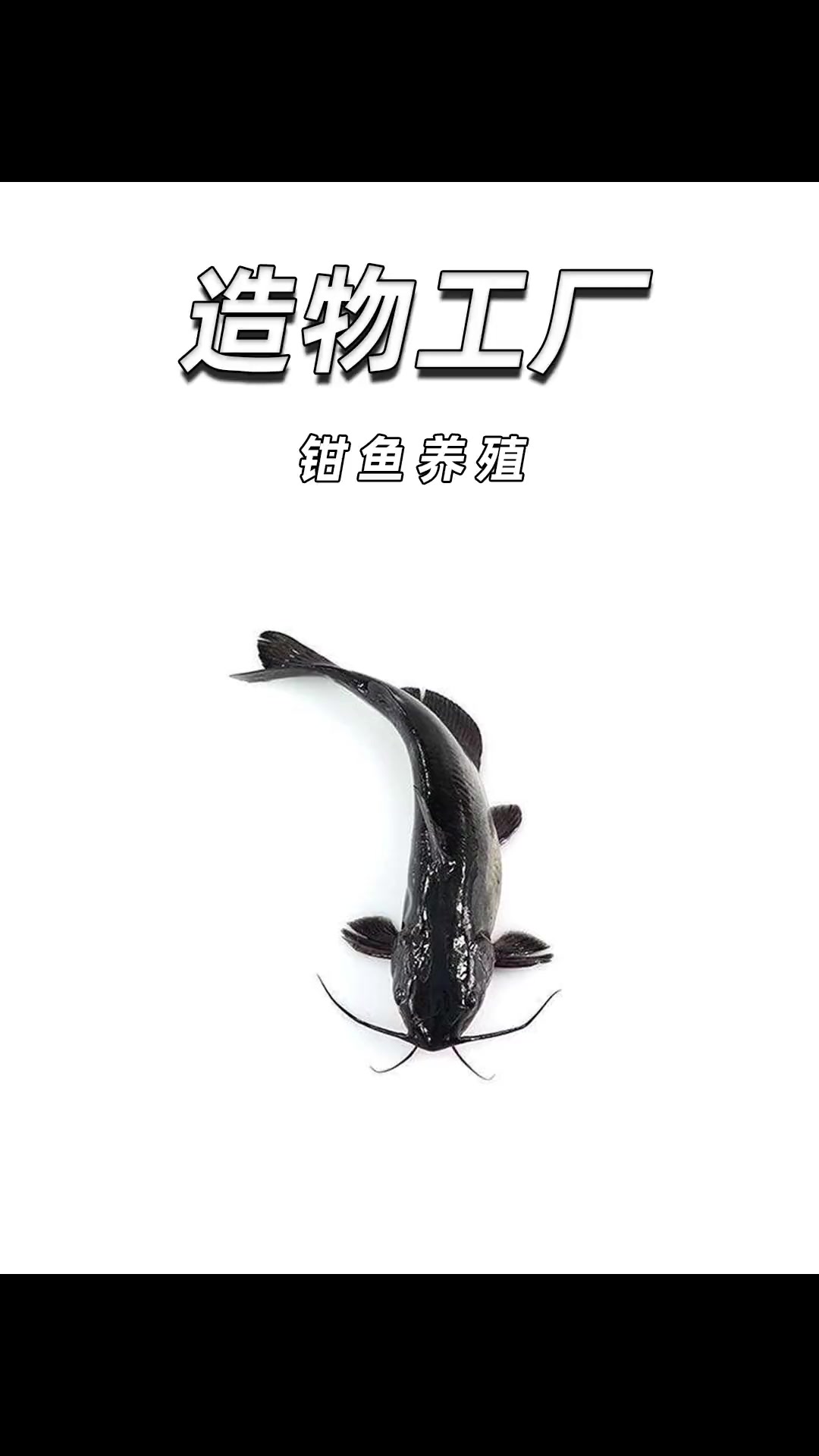 别再把它当做鲶鱼了!科普