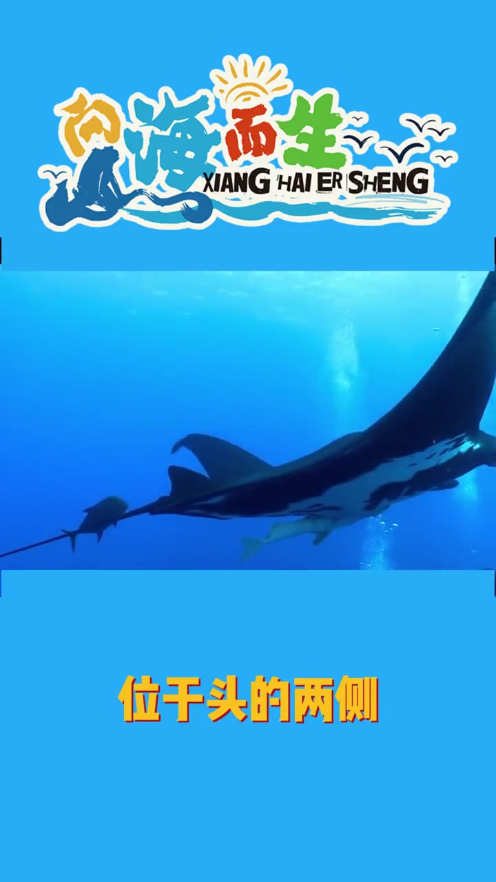 一听到魔鬼鱼就害怕?一起来看看吧!