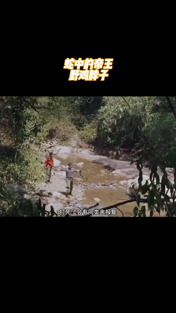 蛇中的帝王-野鸡脖子