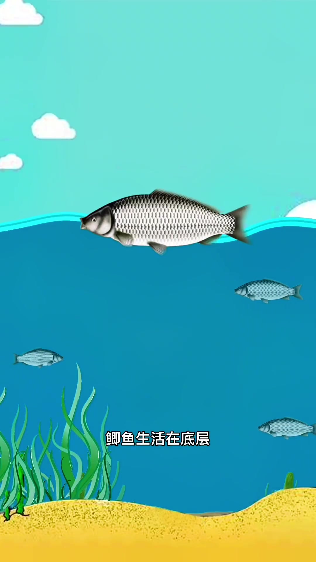 鲫鱼生活在哪一水层呢?