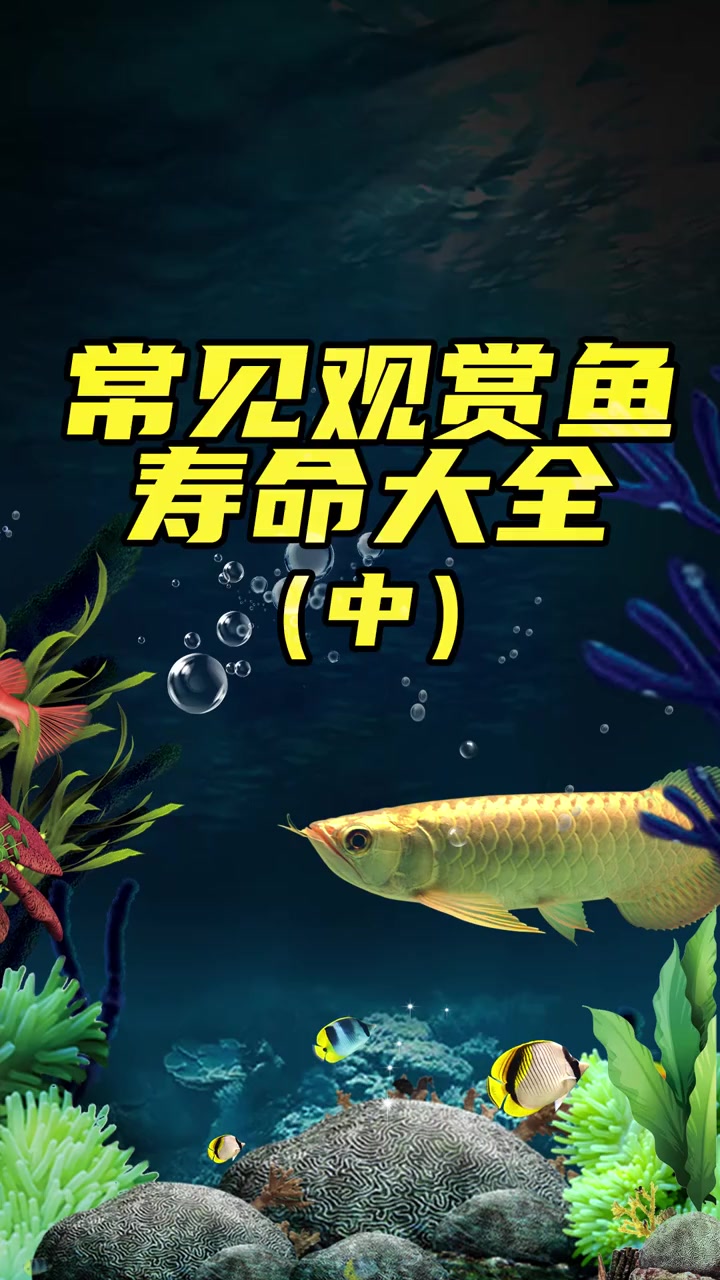 各位鱼友还想了解哪些品种,欢迎评论 观赏鱼