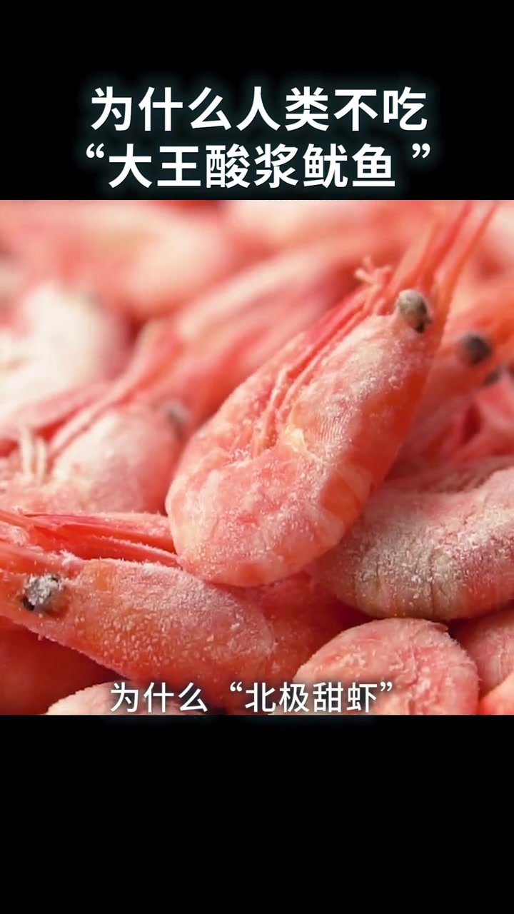 为什么人类不吃“大王酸浆鱿鱼” 科普不是所有的肉类都是美味奥