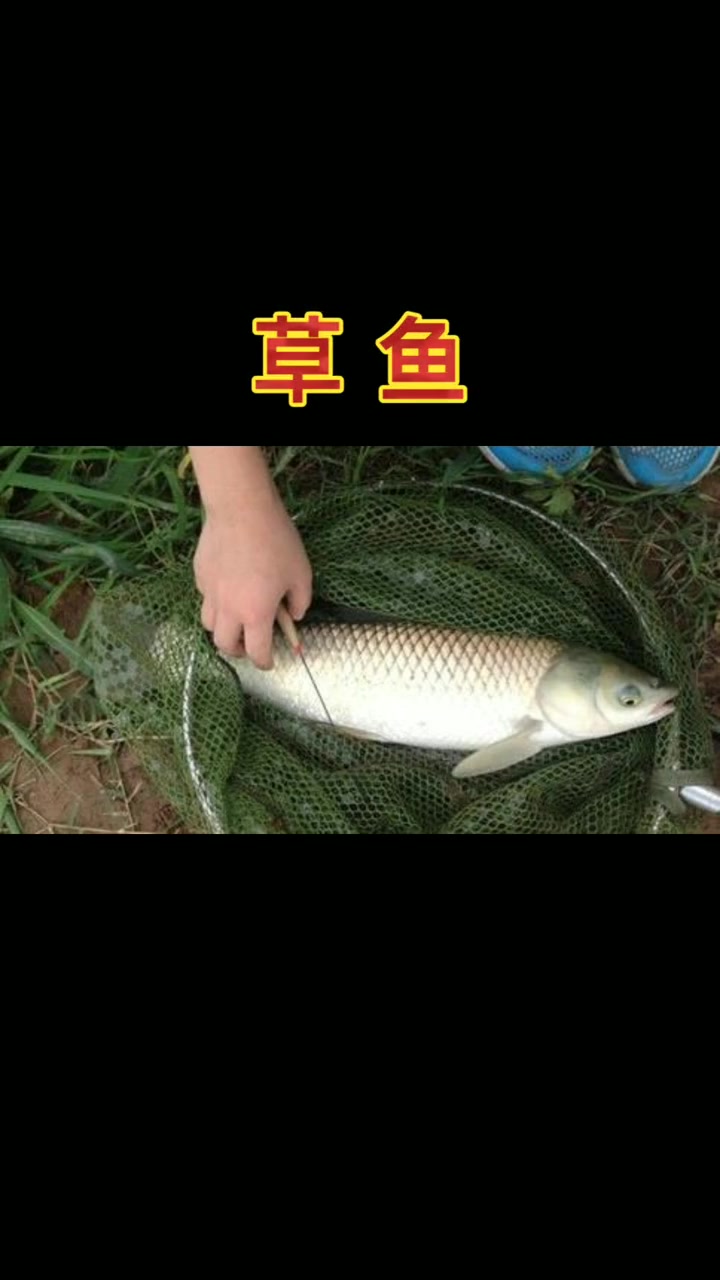 草鱼与麦鲮鱼难区分,确实很像,不过还是中国的草鱼好吃。眼睛带