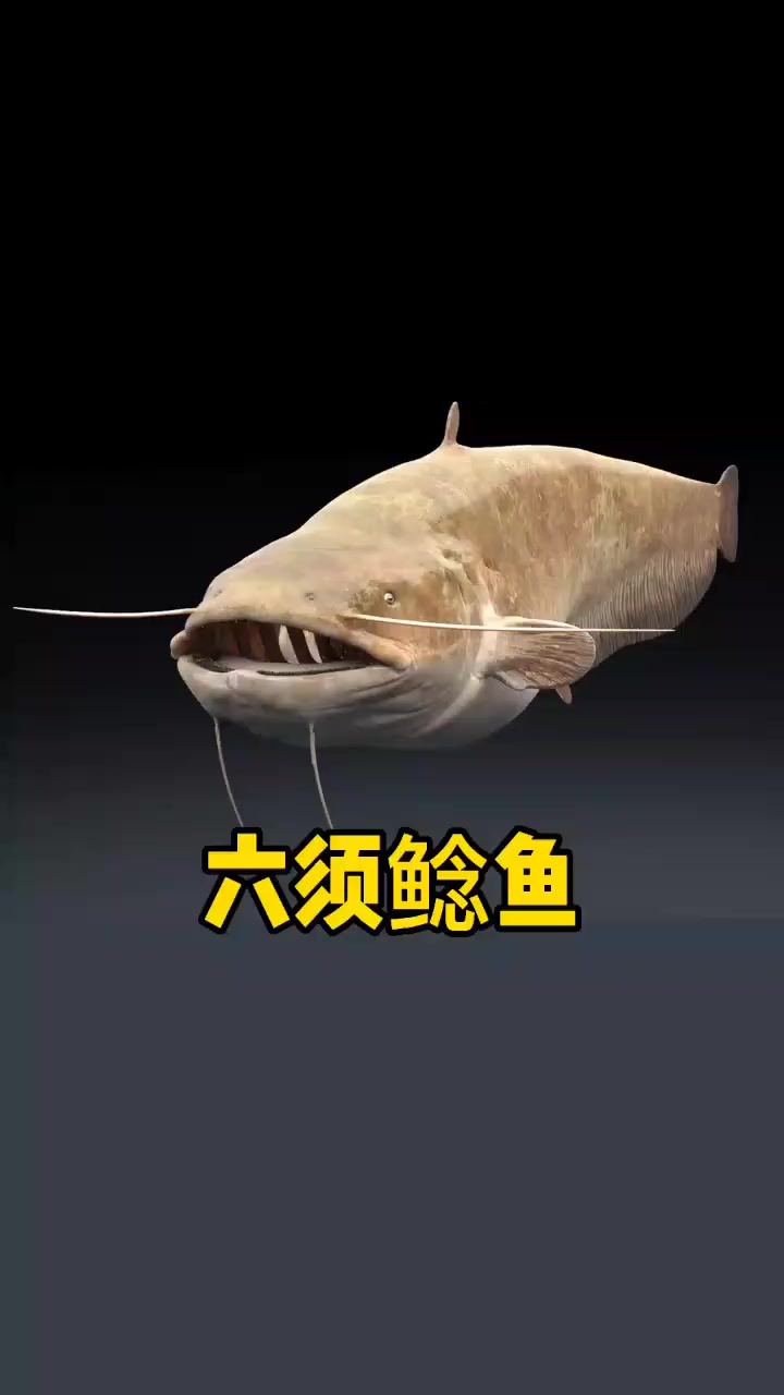 十大凶猛淡水鱼之六须鲶鱼,欧洲亚洲都有,只要它吞的下东西绝不