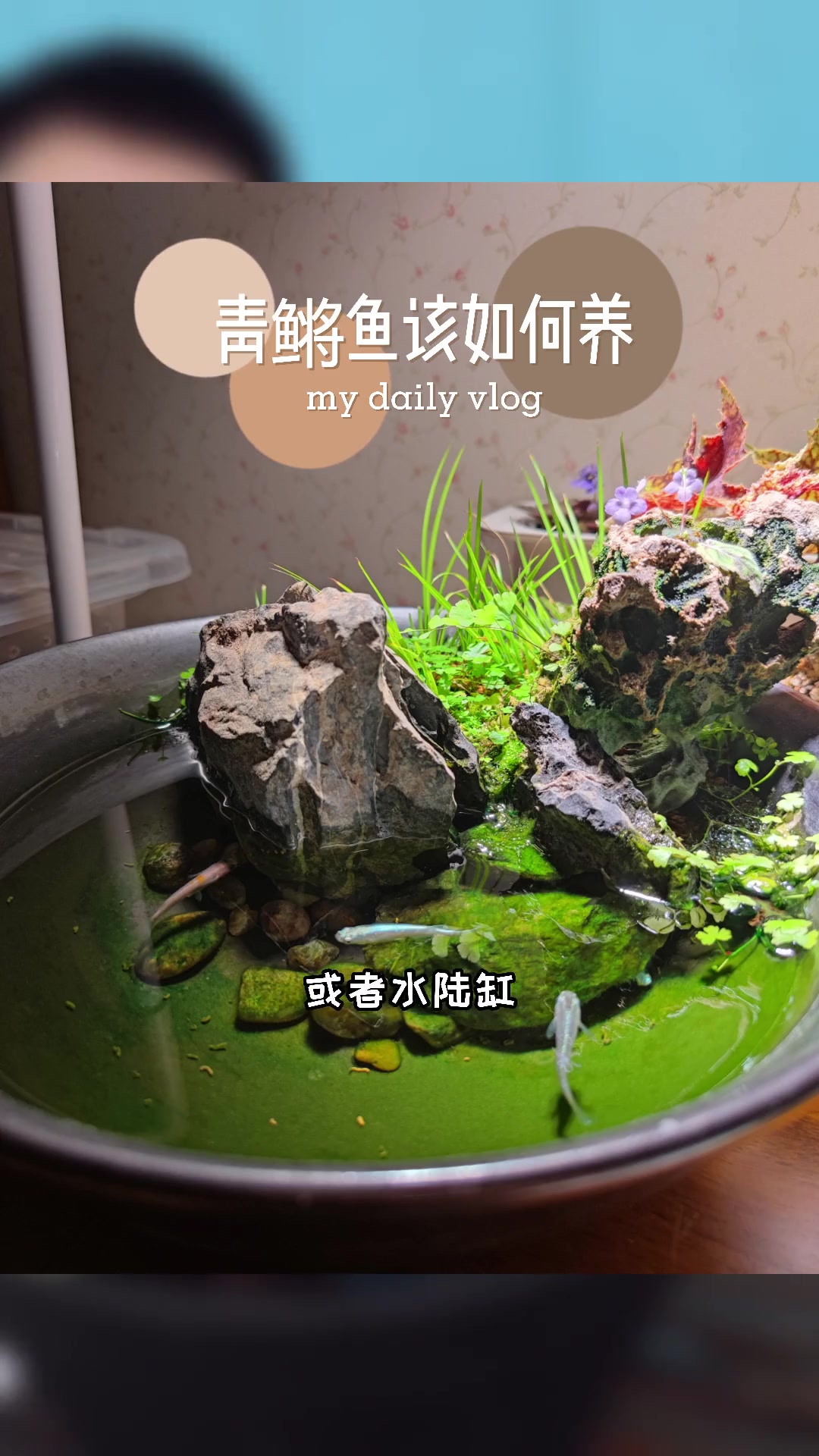 青鳉鱼该怎么养呢?今天告诉你一个小秘诀,保准实用!