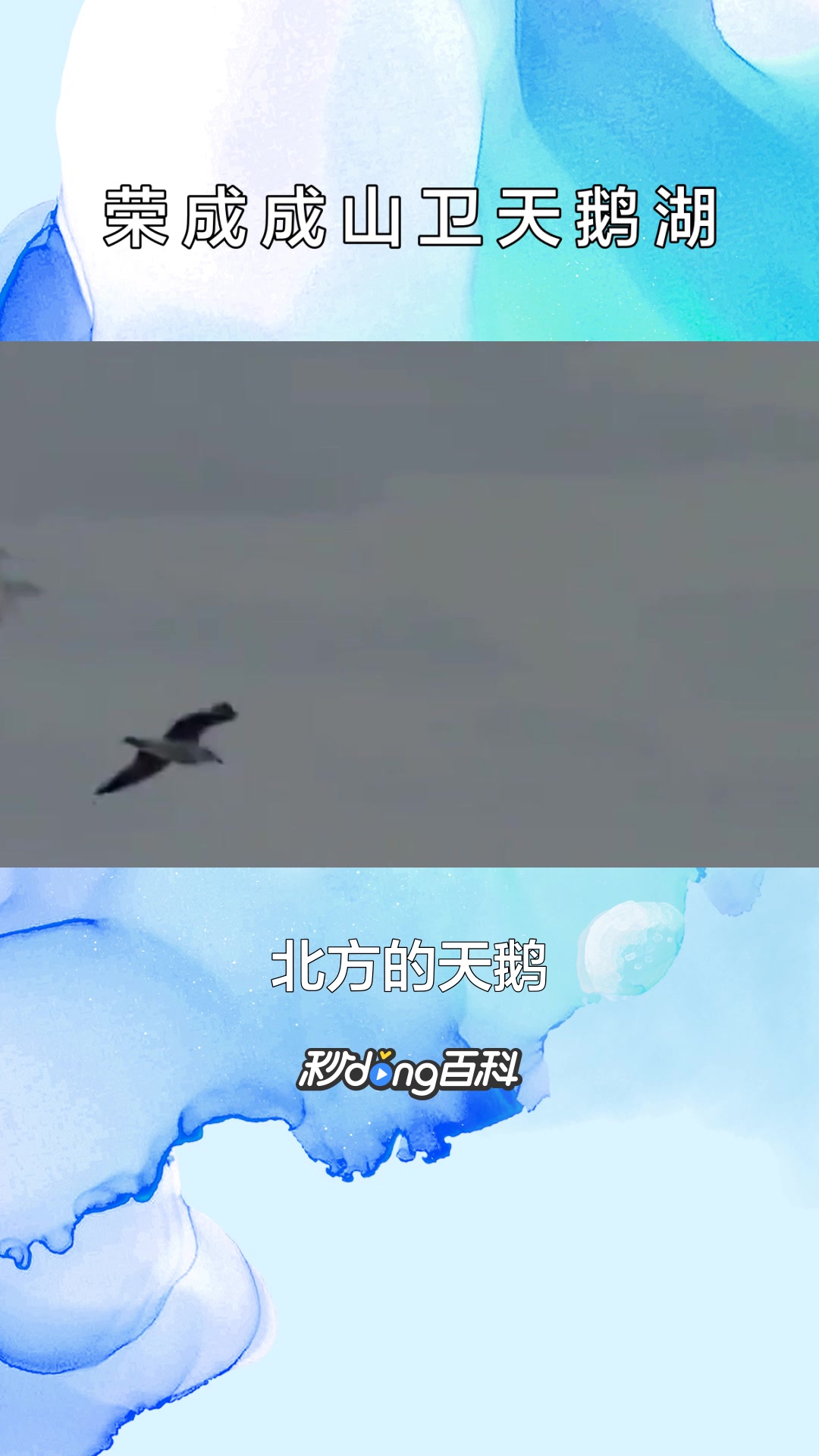 一分钟了解荣成成山卫天鹅湖