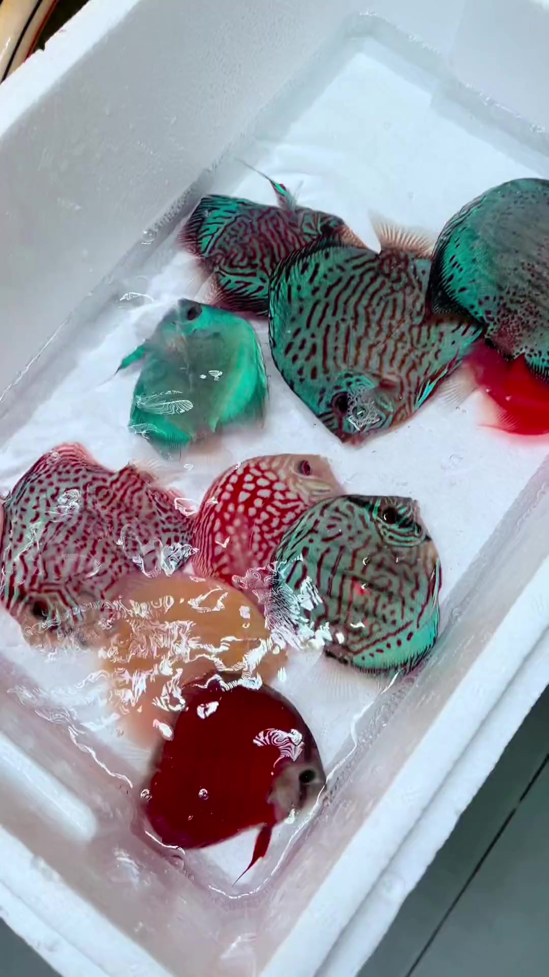 七彩神仙鱼:淡水热带鱼28度饲养,它们的主要食物为牛心汉堡