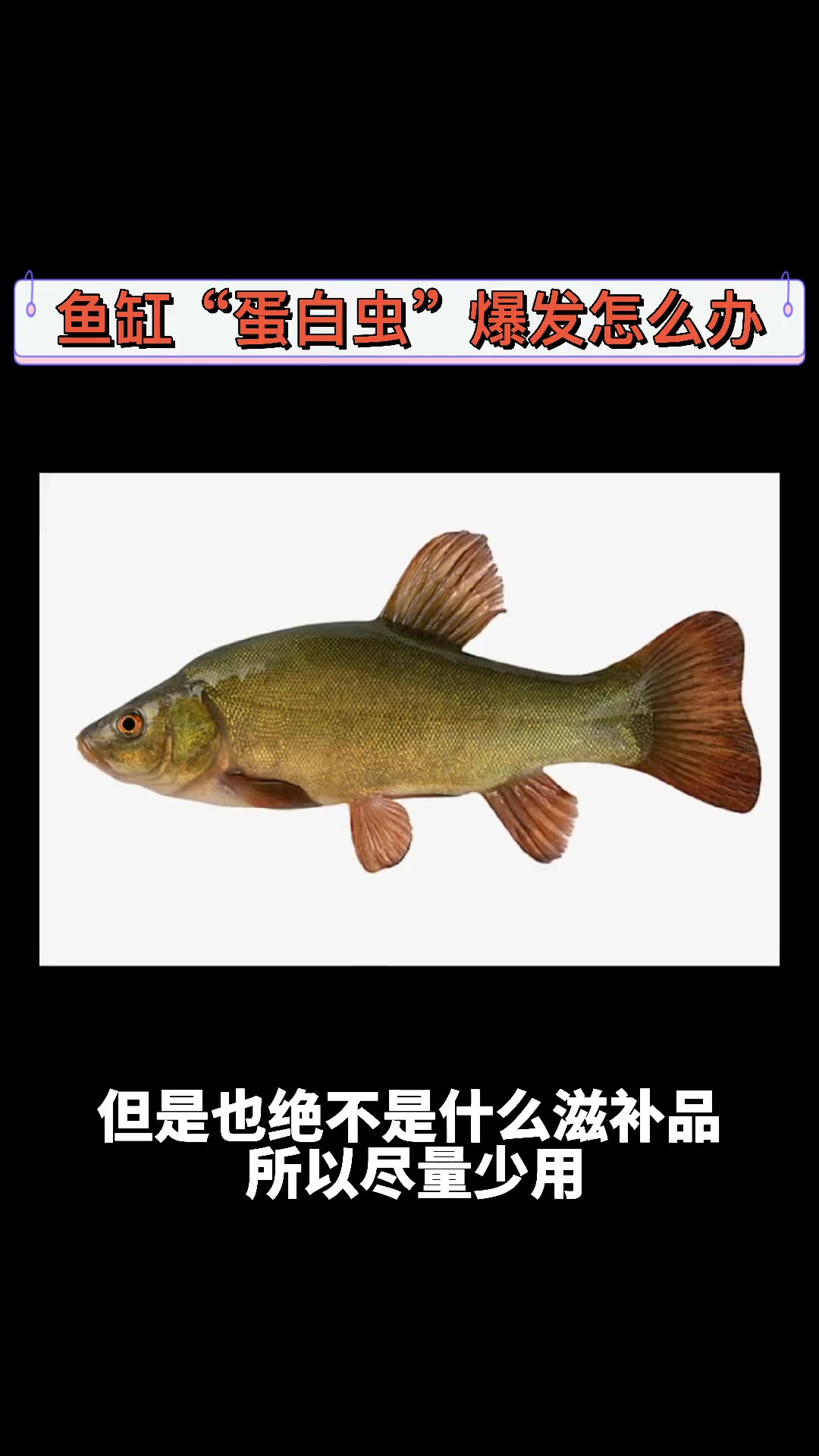 鱼缸内“蛋白虫”爆发怎么办?