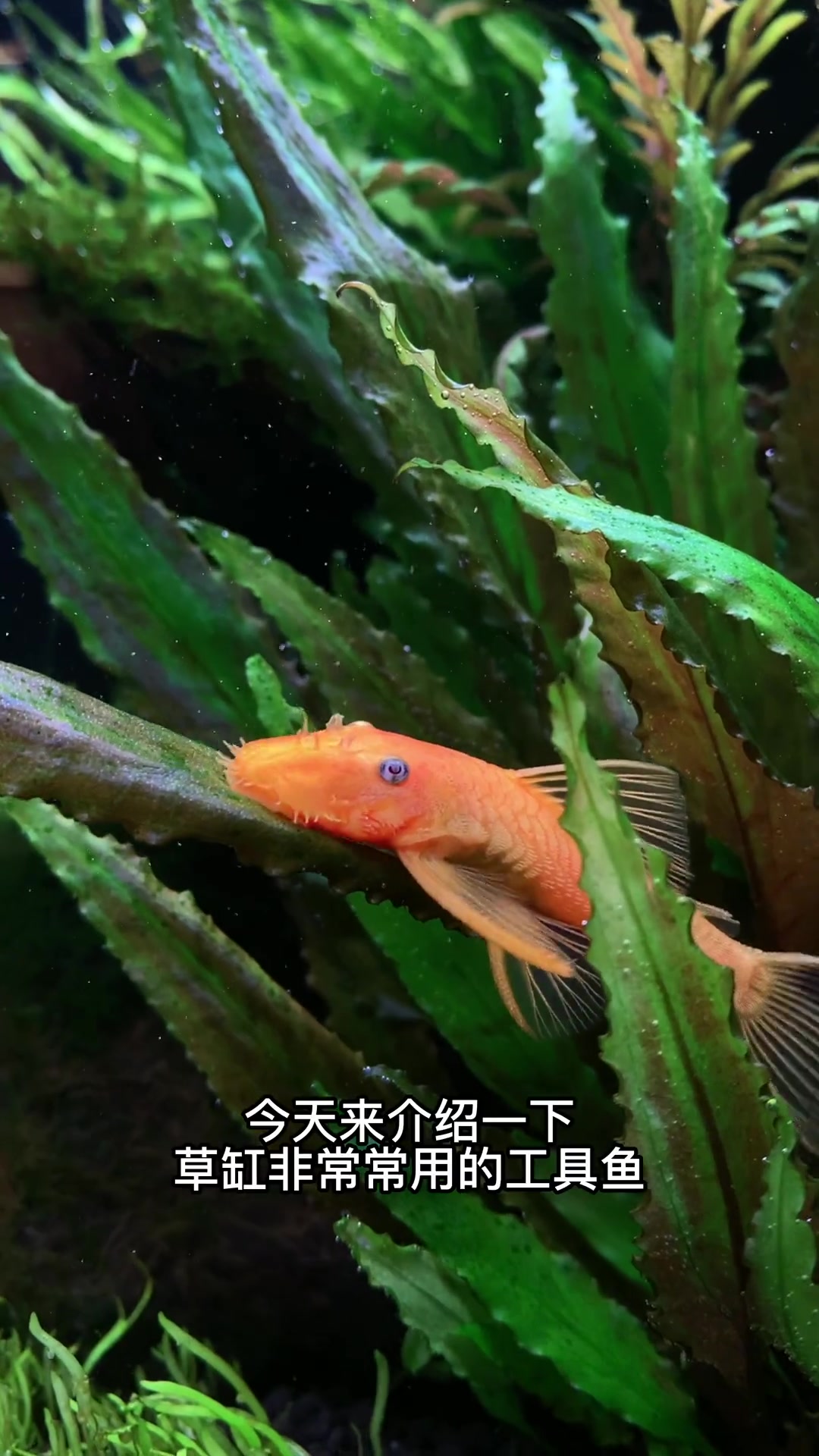 草缸除藻必备工具鱼——黄金胡子鱼