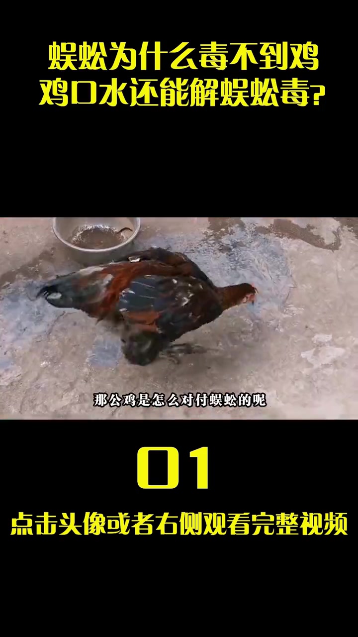 能毒死人的蜈蚣,为何被公鸡克的死死的?了解下公鸡有多厉害