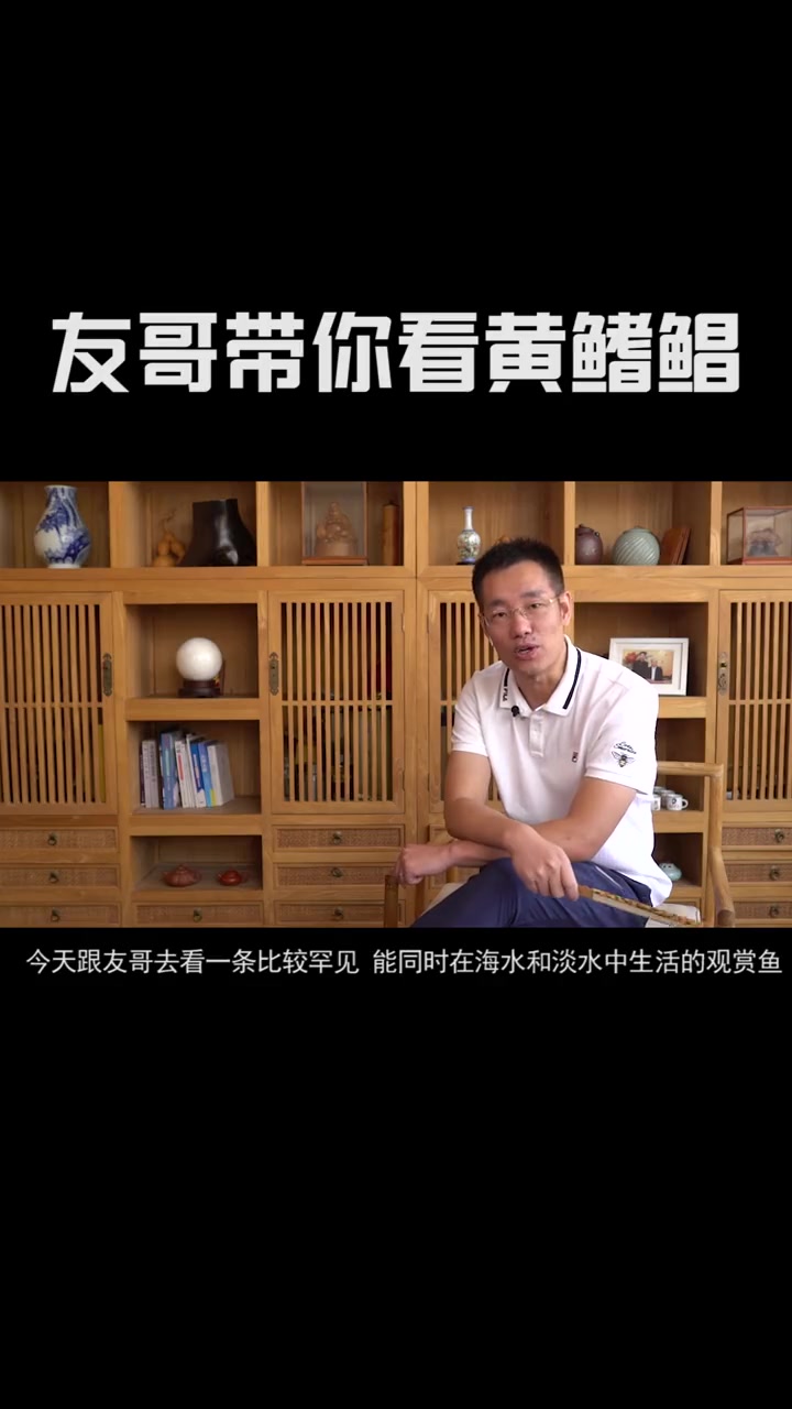 友哥带你看一条能同时生活在海水和淡水中的观赏鱼-黄鳍鲳