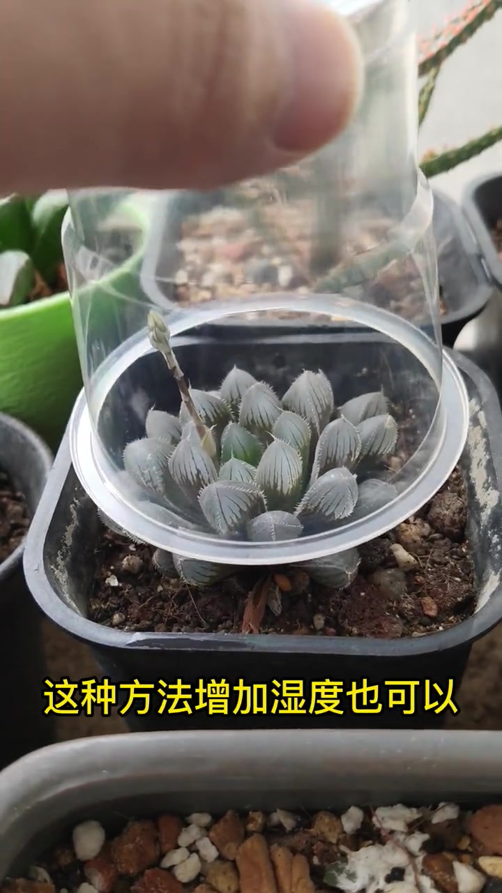 适合办公桌面的多肉植物——玉露