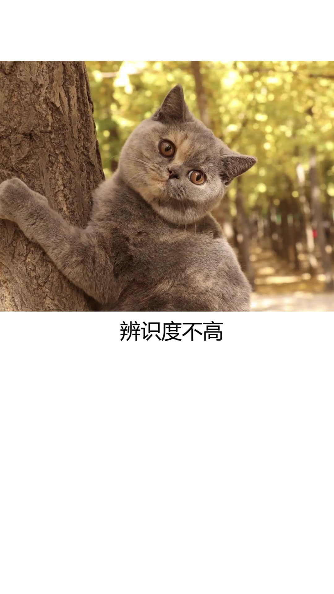 你不认识的大肥猫 它有可能是一只稀有色英短
