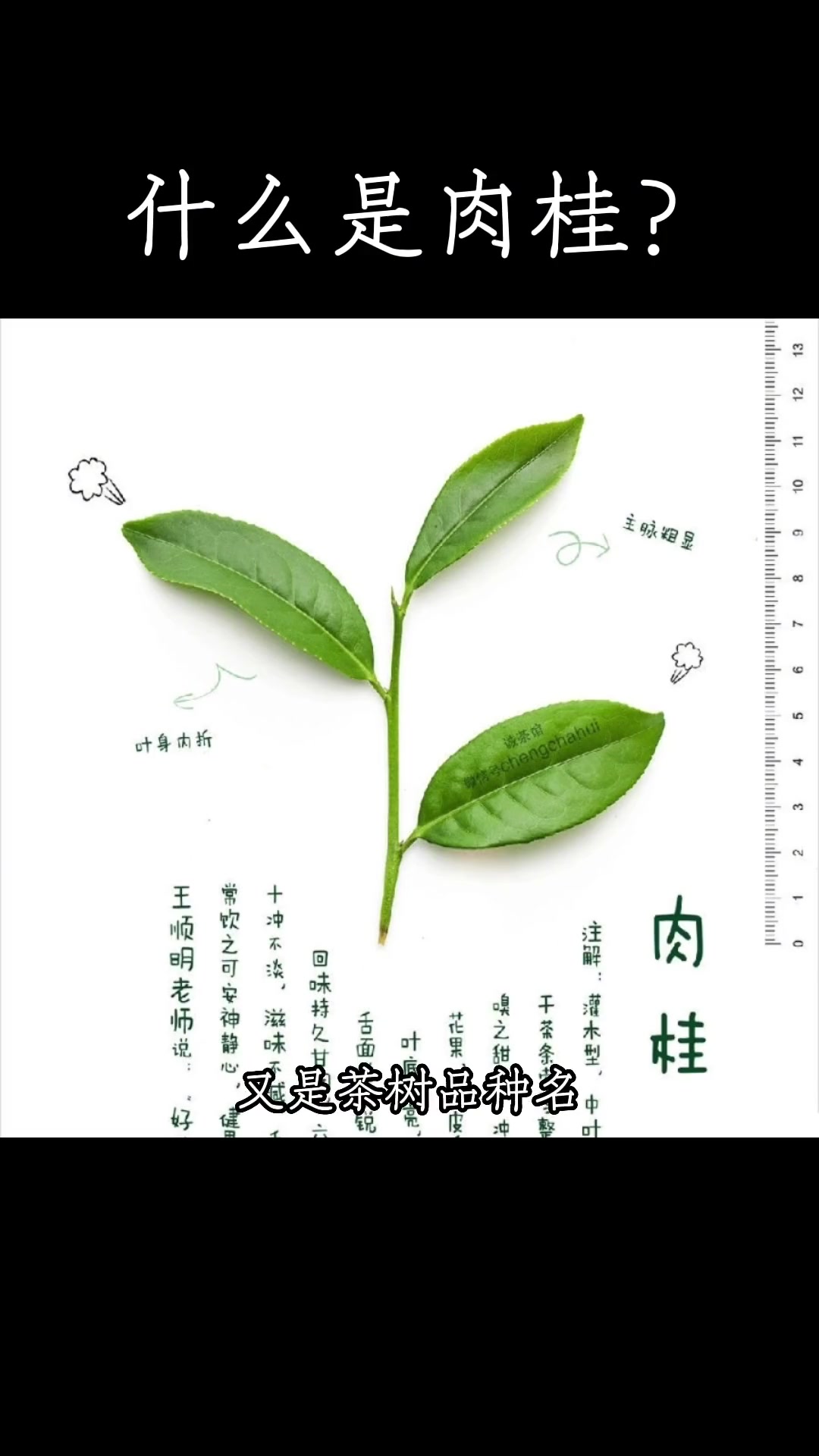 肉桂是个啥?牛牛牛